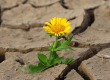 Una imagen de un diente de león floreciendo en un suelo de tierra cuarteada por la sequía